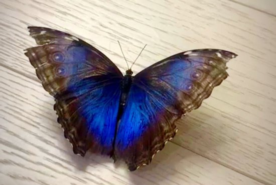 Бабочка Морфо. Фото: из инстаграма Елены Клименко