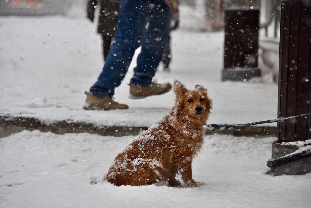 Собака в снегопад