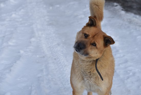 Благодаря волонтёрам свыше 850 собак нашли хозяев или находятся на передержке. Фото: Алексей Кунилов