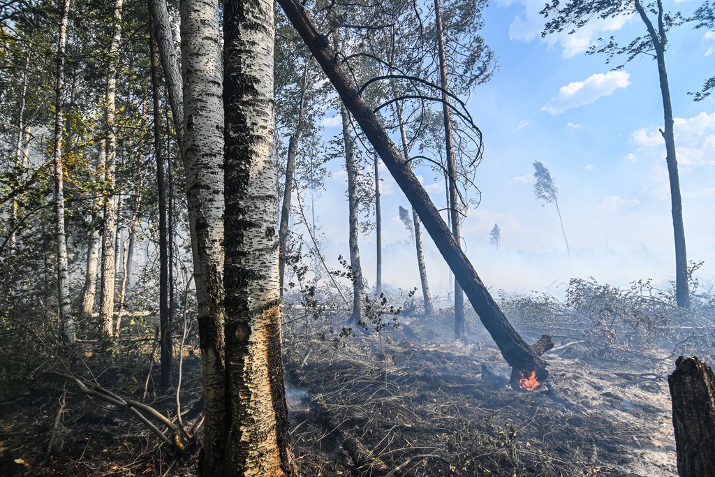 сгоревший лес