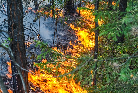 В настоящее время в регионе действуют 9 природных пожаров. Фото: Галина Соловьева