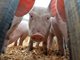 В прошлом году в Свердловской области из карантинных зон по африканской чуме свиней изъяли 1 784 животных. Фото: Павел Ворожцов