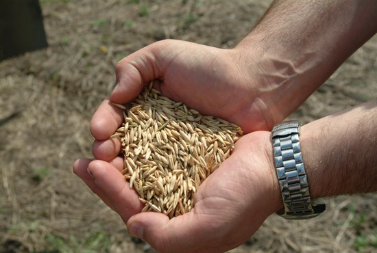 Субсидия поможет аграриям увеличить объем производства зерна. Фото: Алексей Кунилов