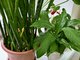 Подходящие для хосписа растения: сансевиерия (на фото слева), монстера, циперус, эпипренум, фикус-эластика, хойя, нолина, драцена, юкка, спатифиллум (на фото справа), замиакулькас, сциндапус и другие неприхотливые комнатные цветы. Фото: Полина Зиновьева