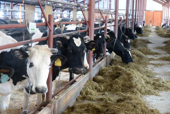 Животноводы, в частности, смогут получить субсидии для компенсации затрат на выращивание крупного рогатого скота и дальнейший выпуск продукции. Фото: Павел Ворожцов