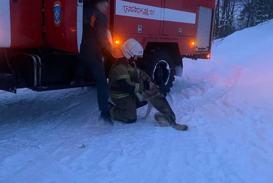 Пожарные вытащили собаку из карьера. Фото: пресс-служба ГУ МЧС России по Свердловской области