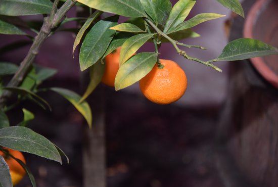 Плоды зараженных мандаринов несут низкий фитосанитарный риск. Фото: Алексей Кунилов
