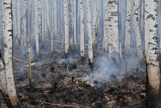 Волонтеры нужны для тушения пожаров в селе Мостовском. Фото: Павел Ворожцов