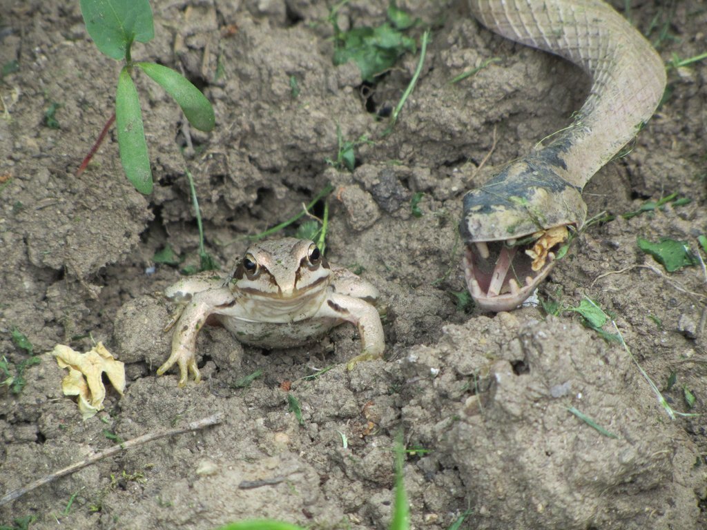 змея и лягушка