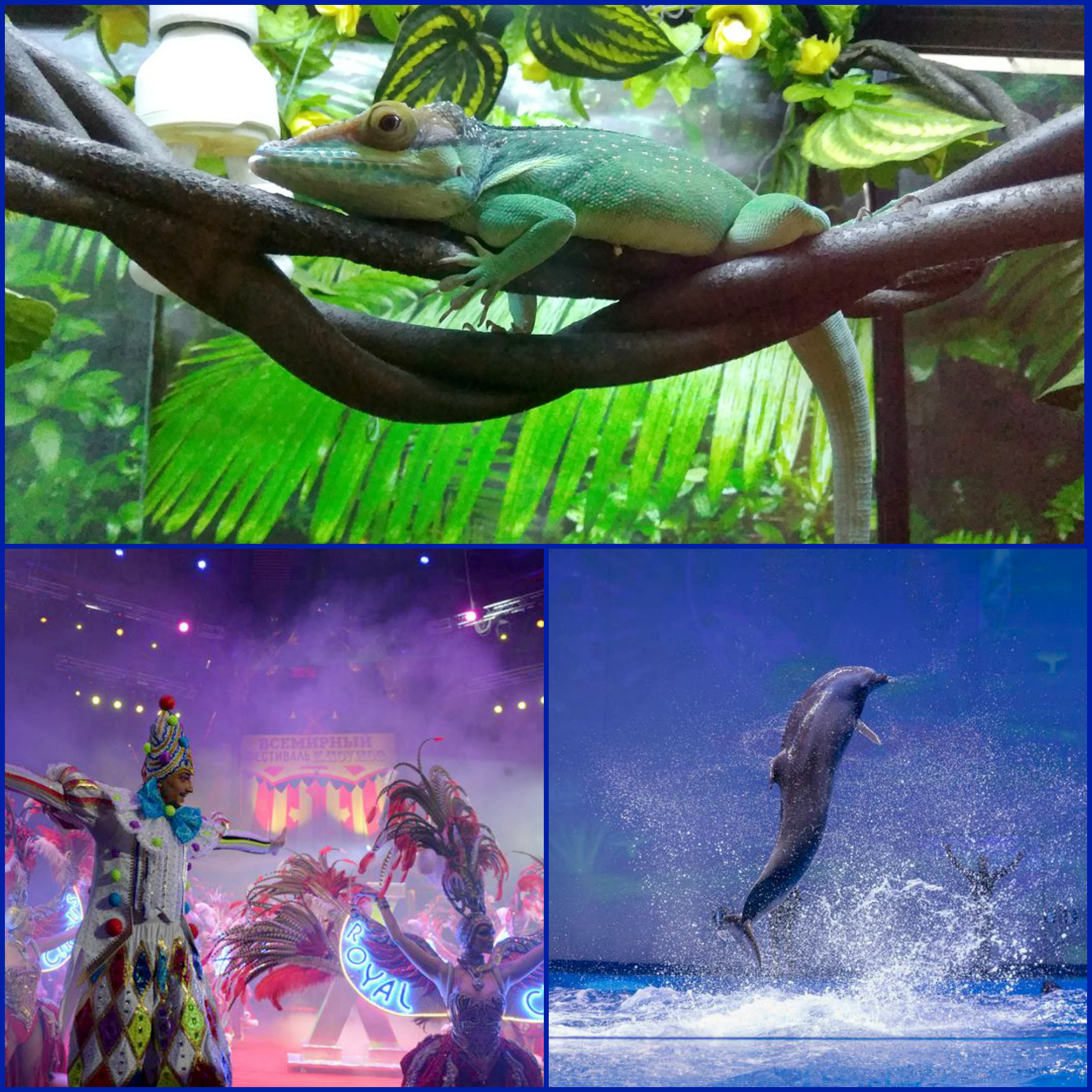 зоопарк, цирк, дельфинарий и аквапарк. 