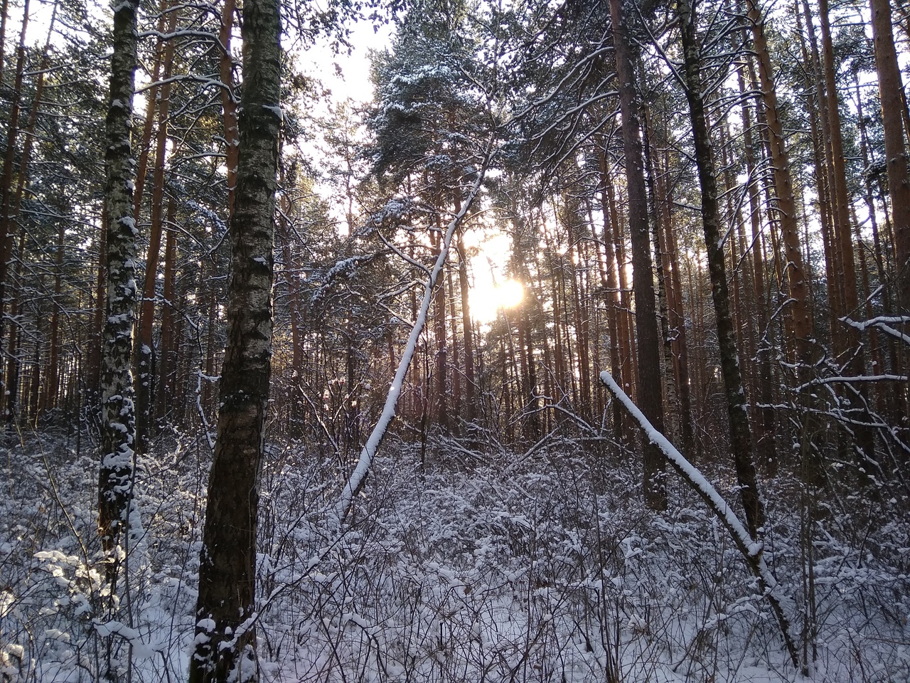 Прогулки по лесу