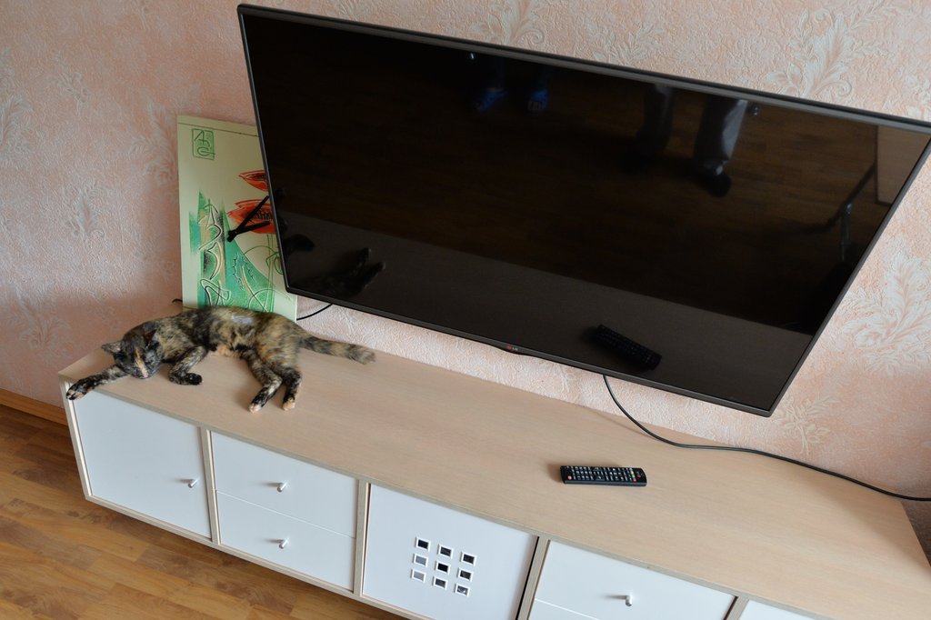 телевизор и кот