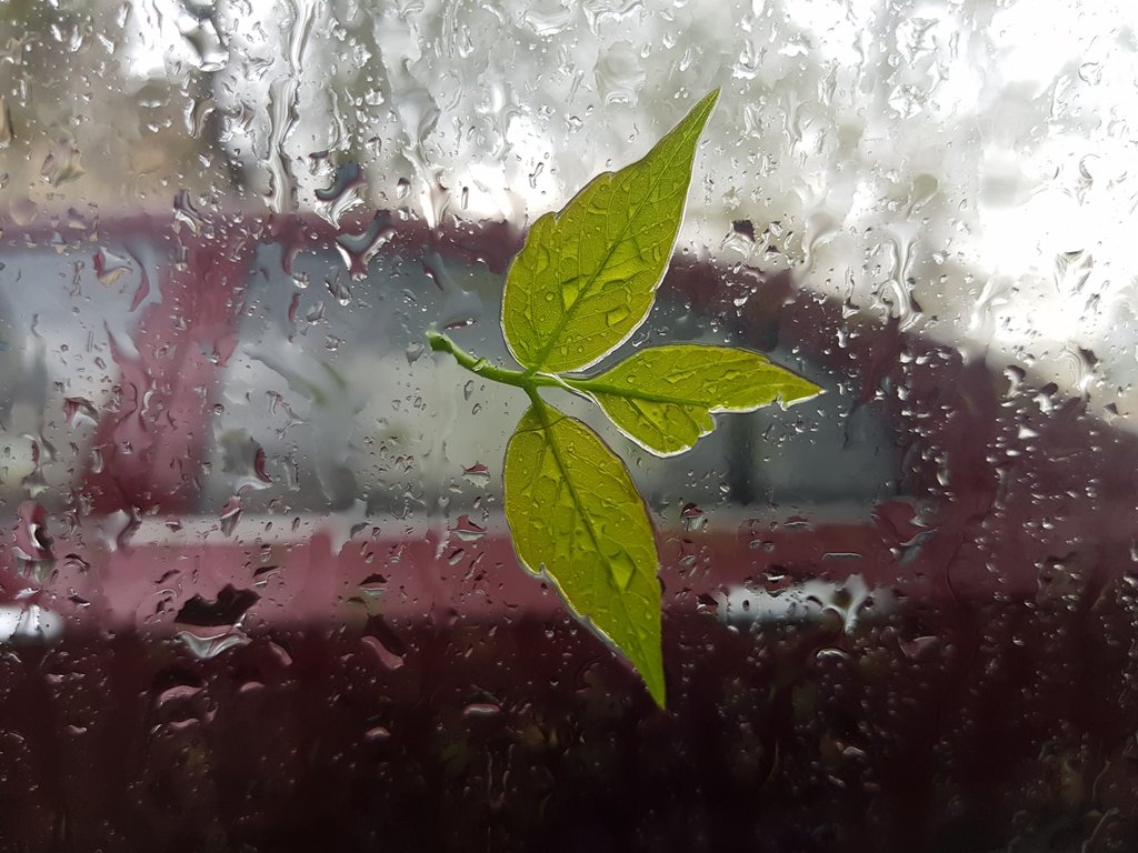 Дождь и листик на стекле