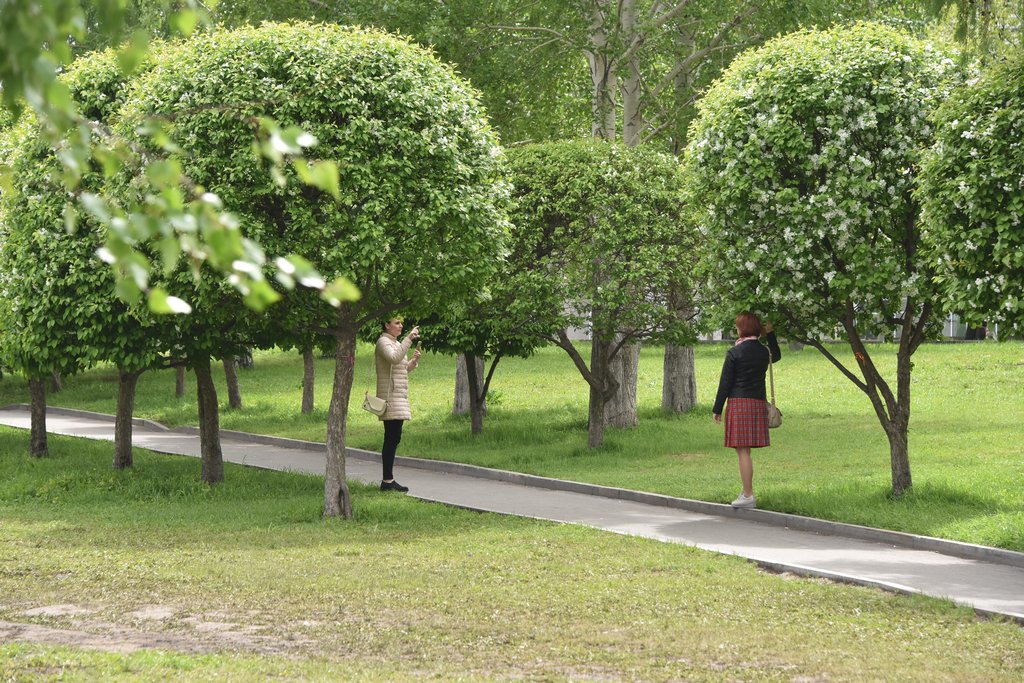 Девушки фотографируются в зелёных деревьях