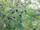 Со сбором ягод жимолости тянуть нельзя, иначе они опадут или достанутся птицам Фото: Рудольф Грашин