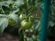 На помидорах надо вовремя убирать поражённые фитофторой листья и плоды Фото: Владимир Мартьянов