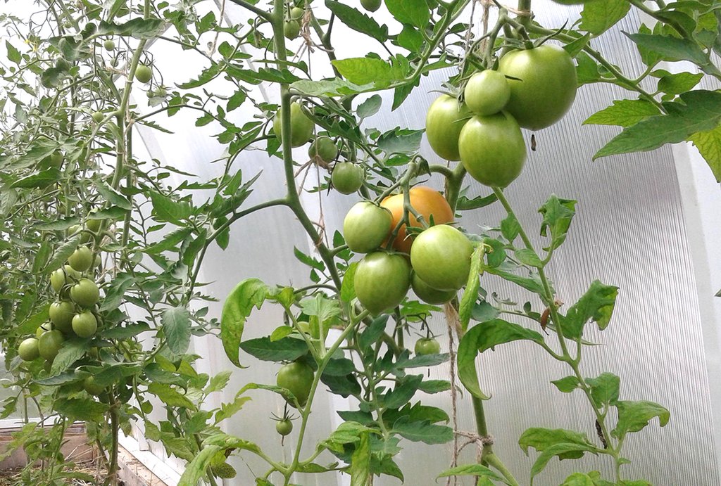 Зелёные помидоры