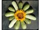 Читатели «ОГ» креативно подходят к снимкам своего урожая. Например, раскладывают кабачки в форме цветка.  Фото: Нина Зуева