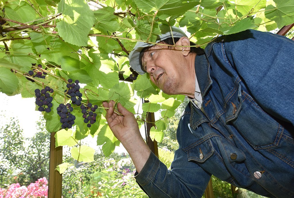 Геннадий Короленко, первый урожай винограда