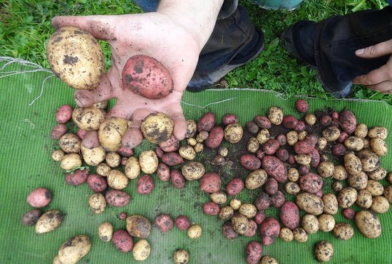 Сортировку недавно выкопанного картофеля стоит проводить уже сейчас.  Фото: Алексей Кунилов