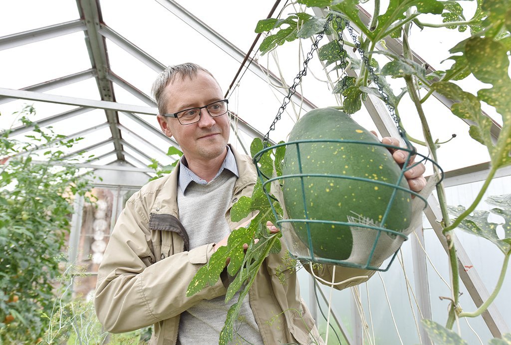 Уралец выращивает арбузы, привитые на лагенарию: Общество: Облгазета