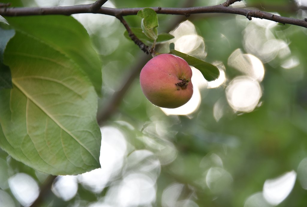 плоды старейшей екатеринбургской яблони
