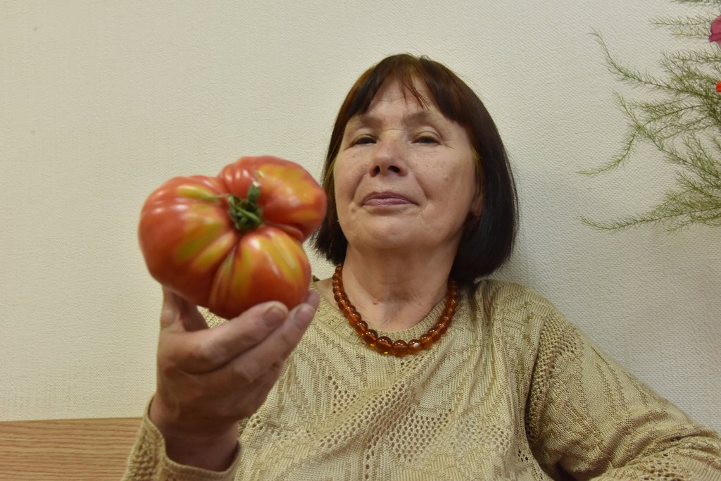 Садовод с урожаем, большой помидор 700 граммов