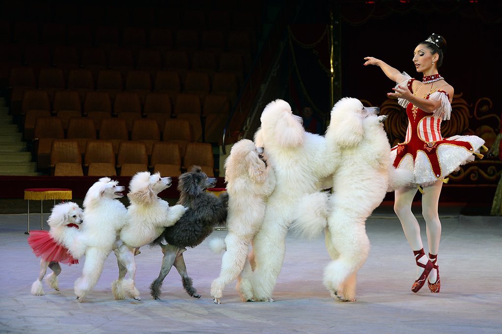 Екатеринбургский цирк, шоу «Белые львы Африки», дрессированные пудели