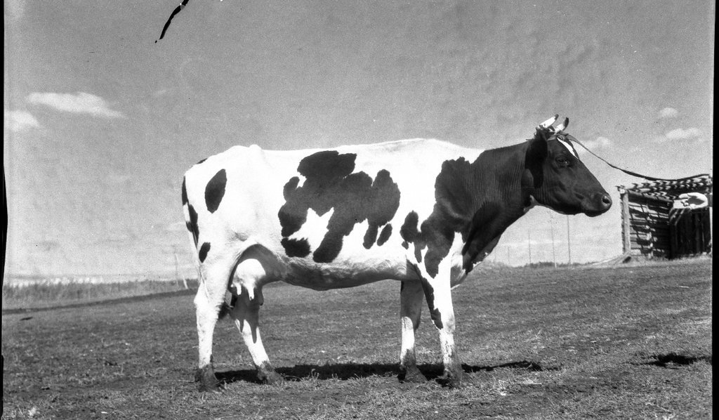 Корова тагильской породы Дельта