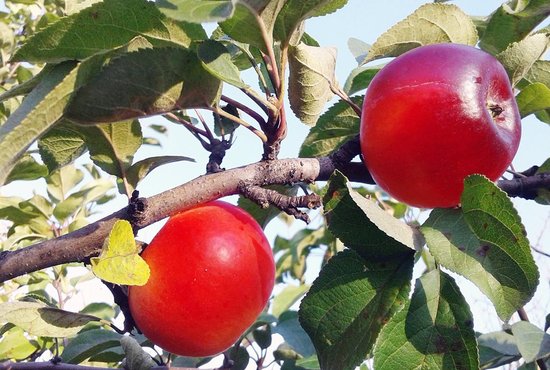 Наливные яблоки – не сказочный образ, а редкое свойство плодов наливаться соком. Фото: Рудольф Грашин