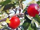Наливные яблоки – не сказочный образ, а редкое свойство плодов наливаться соком. Фото: Рудольф Грашин