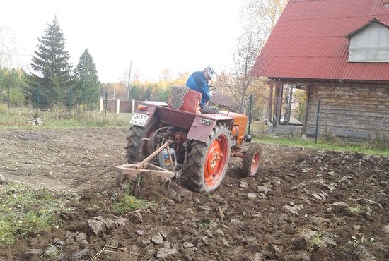Особенно подходит для вспашки огородов маленький трактор Т-25 – такой проберётся к картофельному участку, легко обойдя грядки и насаждения. Фото: Рудольф Грашин