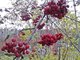 У рябины сорта Бусинка красная окраска плодов, гроздья таких ягод ещё и очень декоративно смотрятся, украшая сад осенью. Фото: Рудольф Грашин