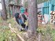 Главное при спиливании деревьев – соблюдать технику безопасности. Фото: Алексей Кунилов