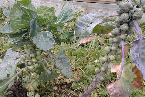 Если вы хотите получить хороший урожай брюссельской капусты, её стебель должен быть не менее 40 сантиметров. Фото: Рудольф Грашин