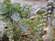 Если вы хотите получить хороший урожай брюссельской капусты, её стебель должен быть не менее 40 сантиметров. Фото: Рудольф Грашин