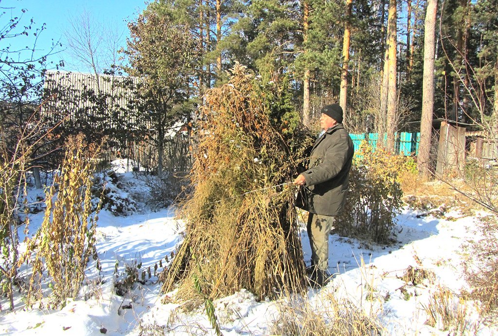 Укрывание растений на зиму