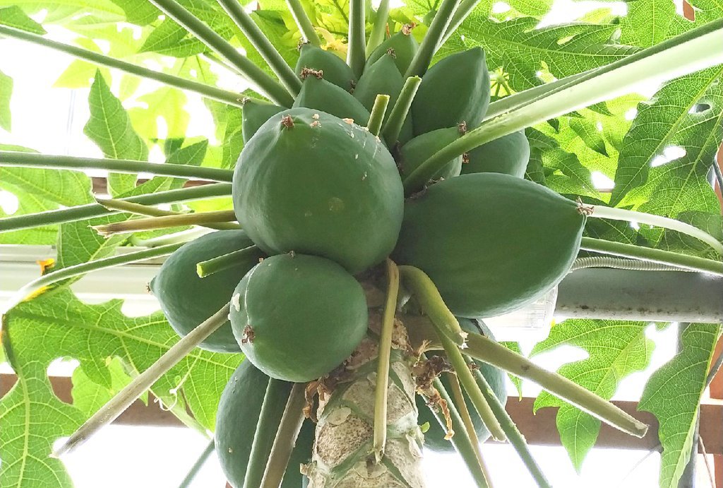 Экзотический тропический фрукт