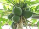 Высота обычной квартиры подходит для выращивания папайи, размер плодов которой – до 30 сантиметров Фото: Ботанический сад УрО РАН
