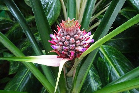 Цветёт ананас очень красиво. Но важно помнить, что по бокам его листьев расположены колючки, об которые могут пораниться маленькие дети. Фото: Ботанический сад УрО РАН