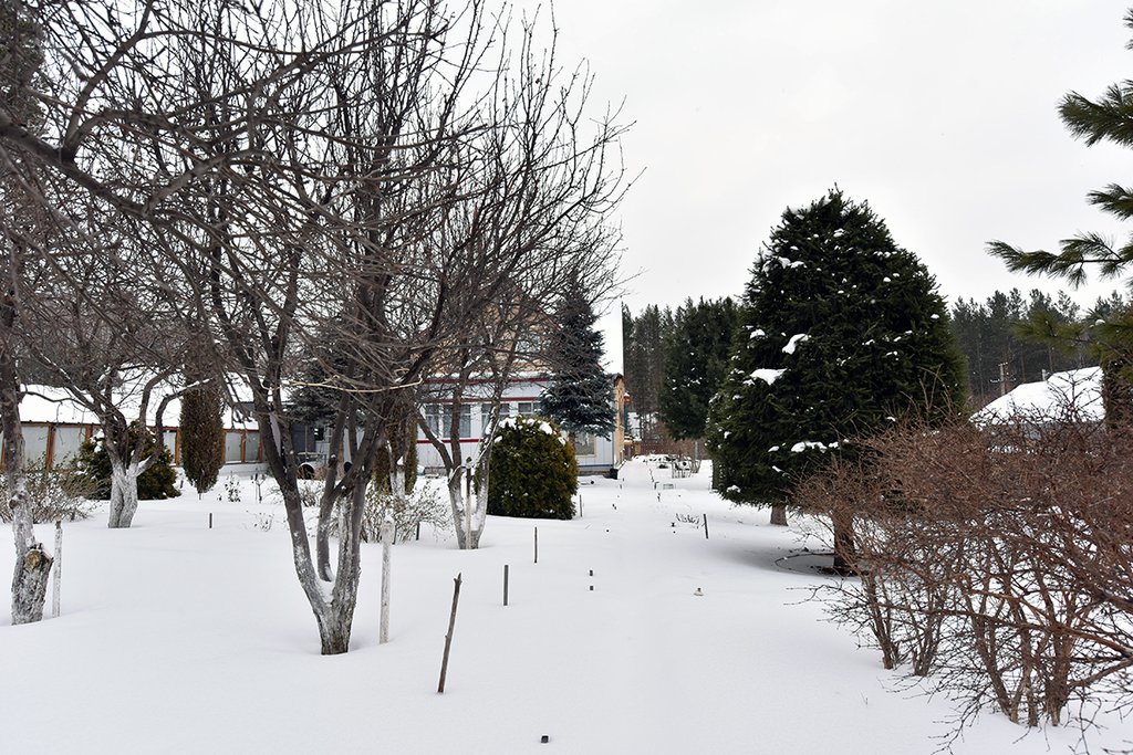 Зимний сад