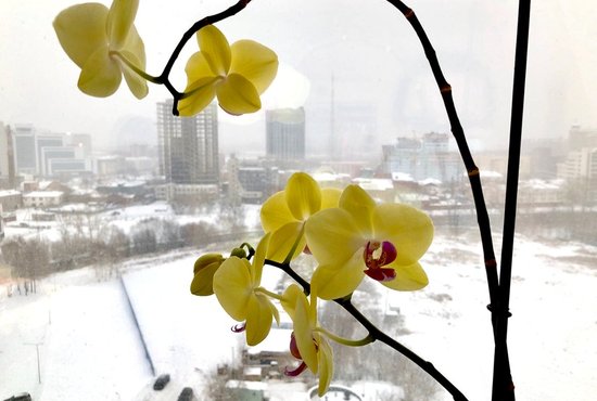 Как правило, орхидеи цветут около шести недель.  Фото: Наталья Дюрягина