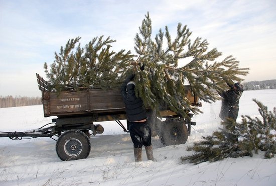 Несмотря на то что новогоднюю ель в лесу можно заготовить по себестоимости, срубленное дерево придётся вывозить самому. Фото: Александр Зайцев