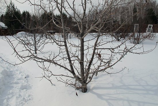 Загородку вокруг деревьев надо устанавливать на высоту от снежного покрова: зайцы не роют подкопы к коре в снегу. Фото: Рудольф Грашин