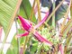 У банана  крупные и красивые соцветия от розового до фиолетового оттенка. Фото: Ботанический сад УрО РАН