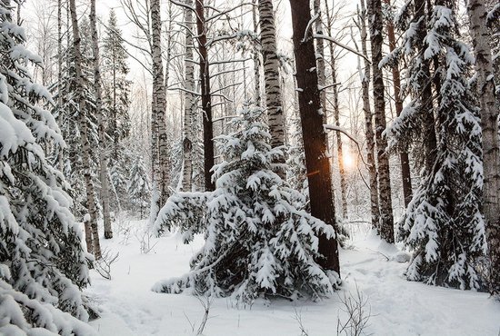Свердловские депутаты планируют организовать лесопарковые зелёные пояса ещё на 13 территориях. Фото: Галина Соловьёва