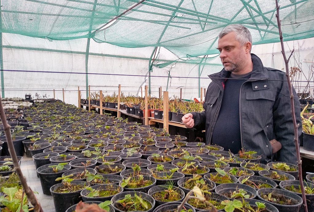 Василий Гришков выращивает в теплице на рассаду клубнику