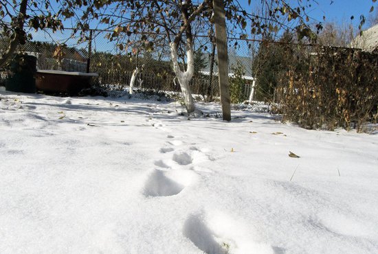 Снега в садах ещё много, и нужно постараться задержать его таяние, делая тропинки Фото: Алексей Кунилов