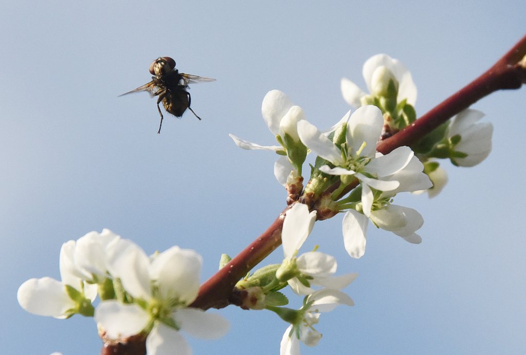 пчела летит над цветком