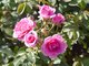Розы селекции Мейланд особенно полюбились уральским цветоводам. Фото: Алексей Кунилов.